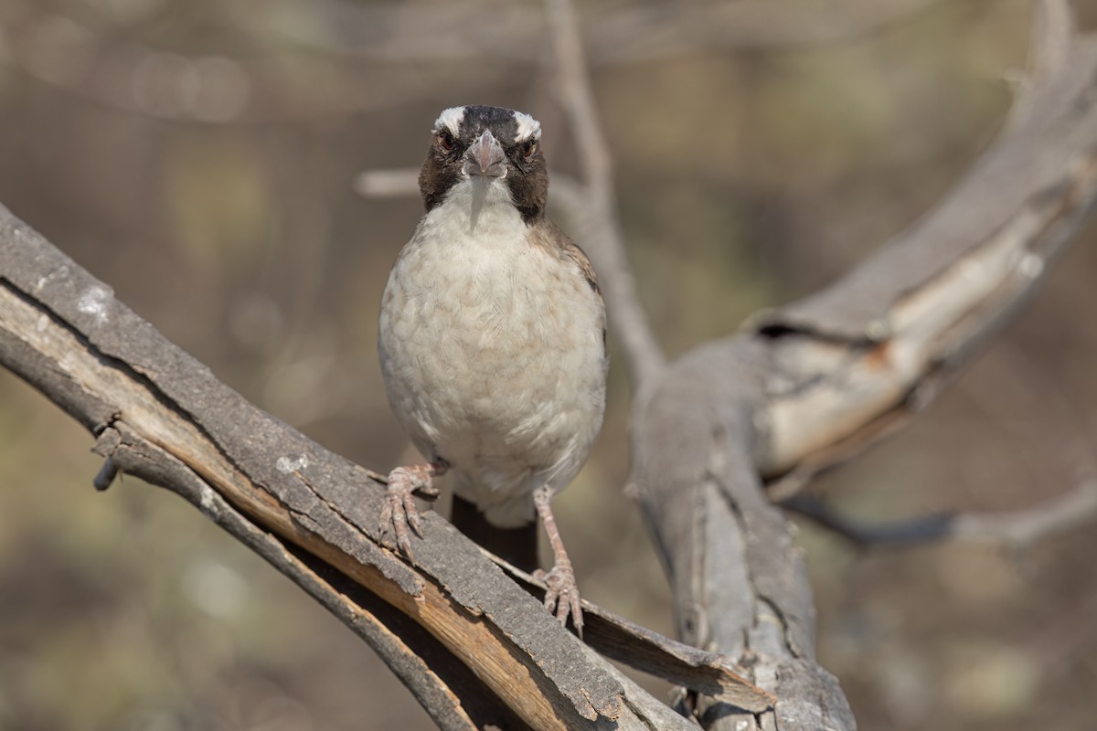 White-browed Sparrow-Weaver - ML623936851