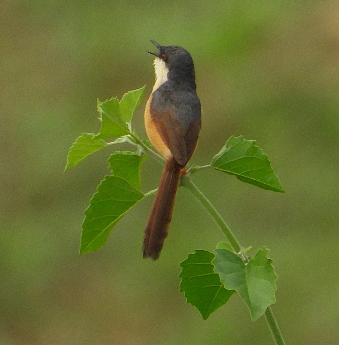 Ashy Prinia - ML623936862