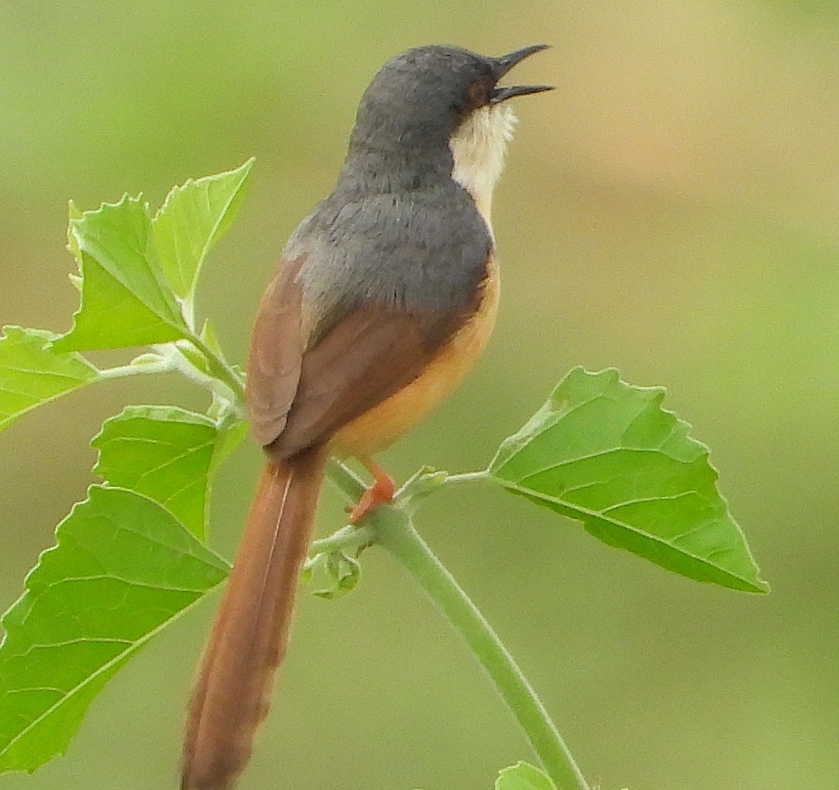 Ashy Prinia - ML623936863