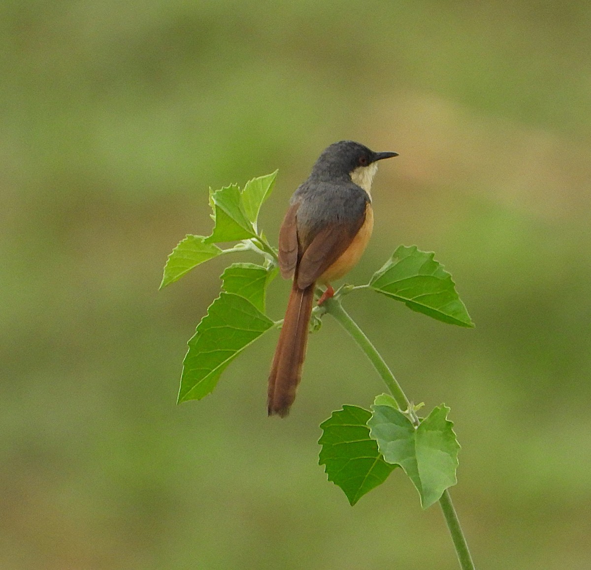 Ashy Prinia - Chinmoyee Maharana