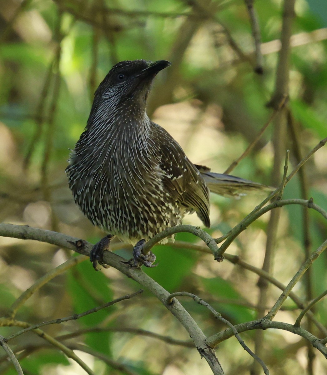 Little Wattlebird - ML623936875