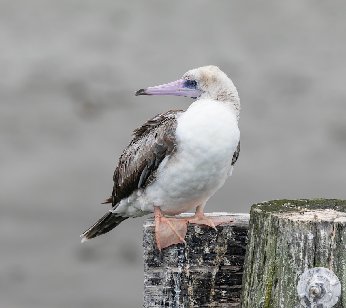 Red-footed Booby - ML623936883