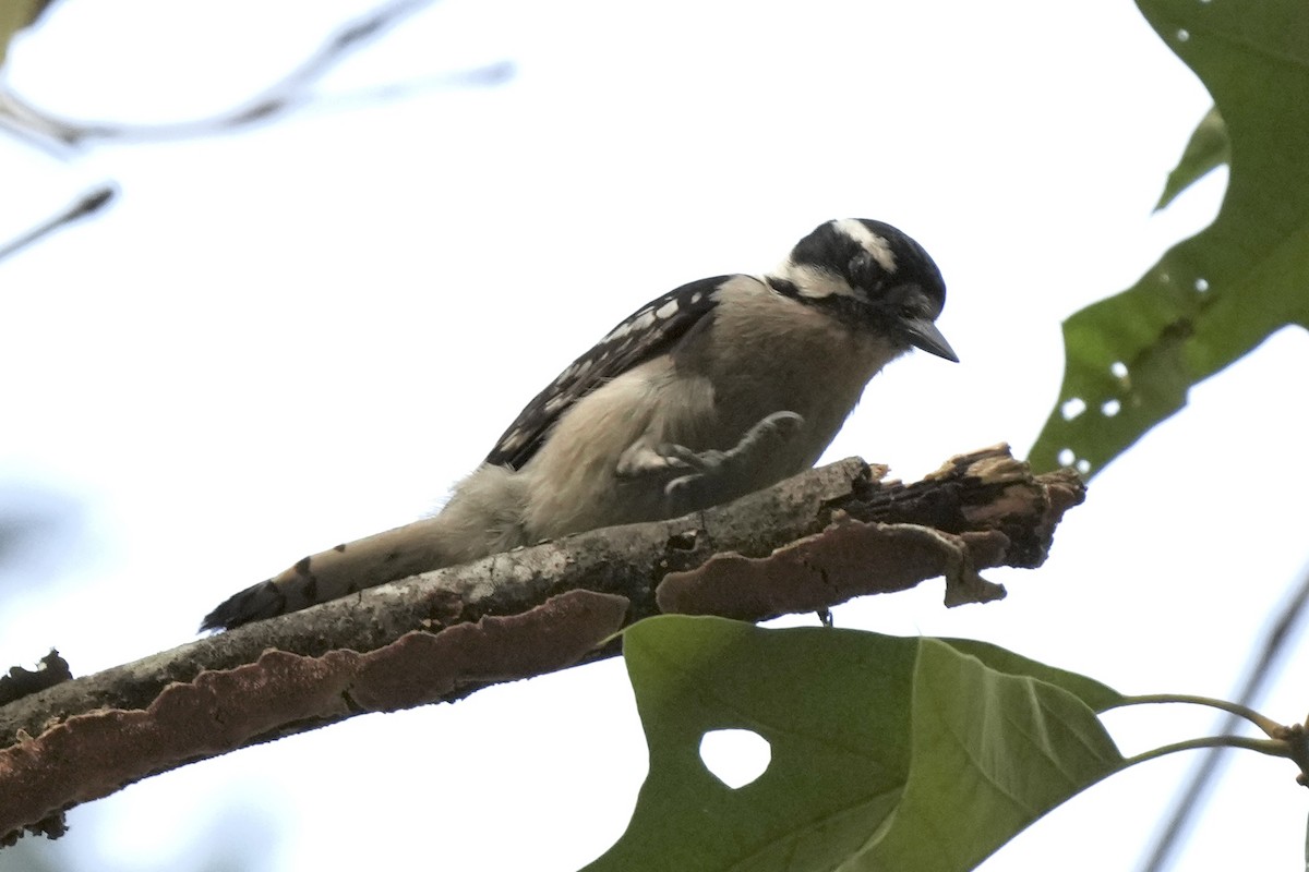 Downy Woodpecker - ML623936897