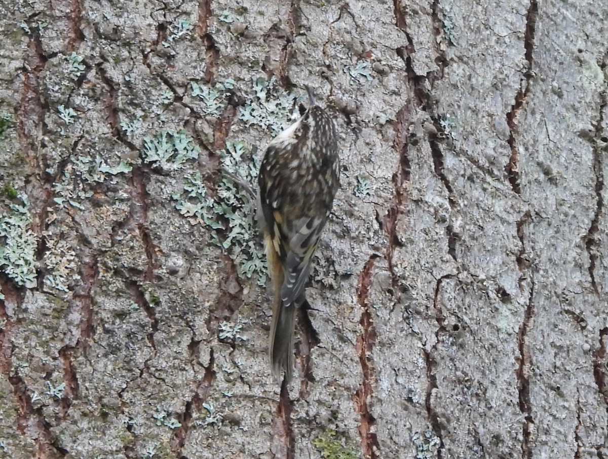 Brown Creeper - ML623936908