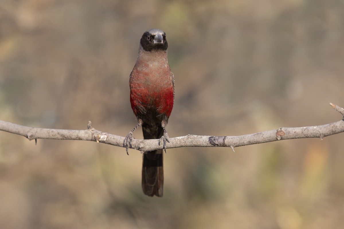 Black-faced Waxbill - Marco Valentini