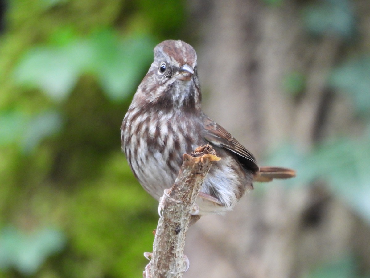 Song Sparrow - ML623936920