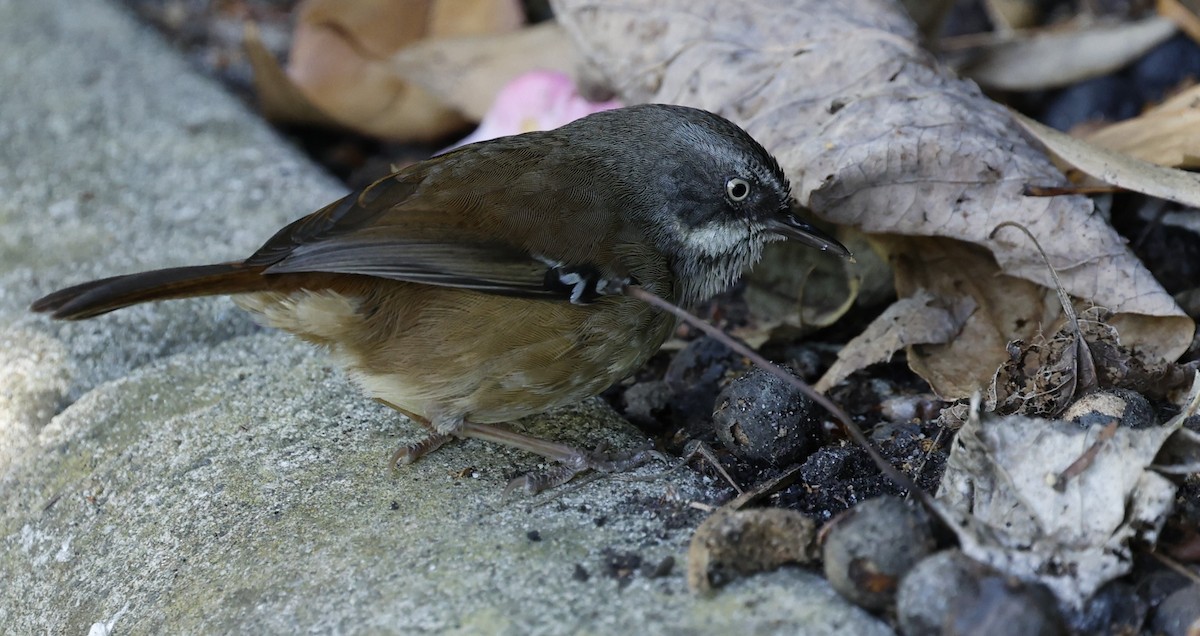 White-browed Scrubwren - ML623936927