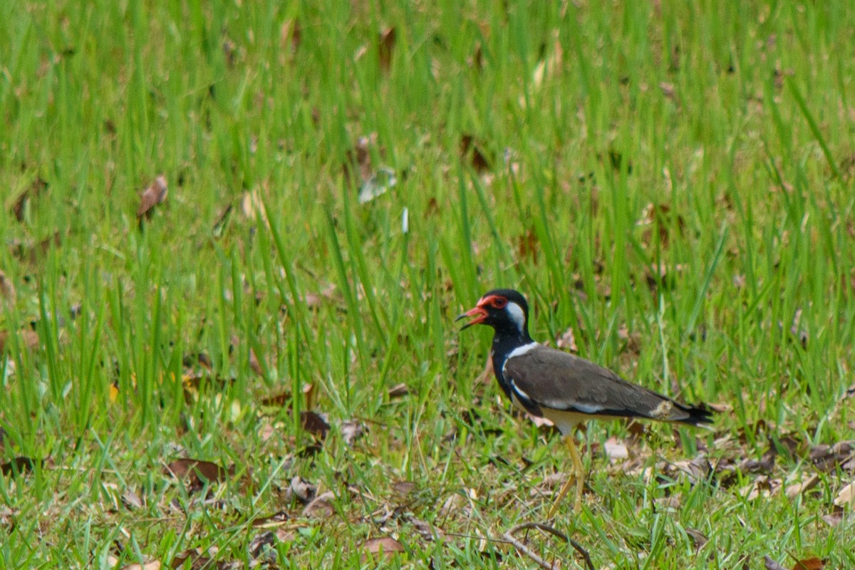 Red-wattled Lapwing - ML623936928