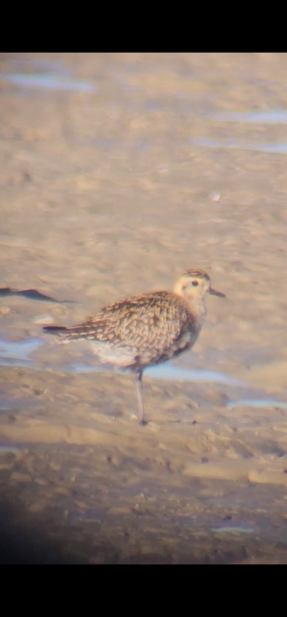 Pacific Golden-Plover - ML623936944