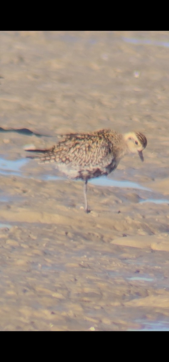 Pacific Golden-Plover - ML623936945