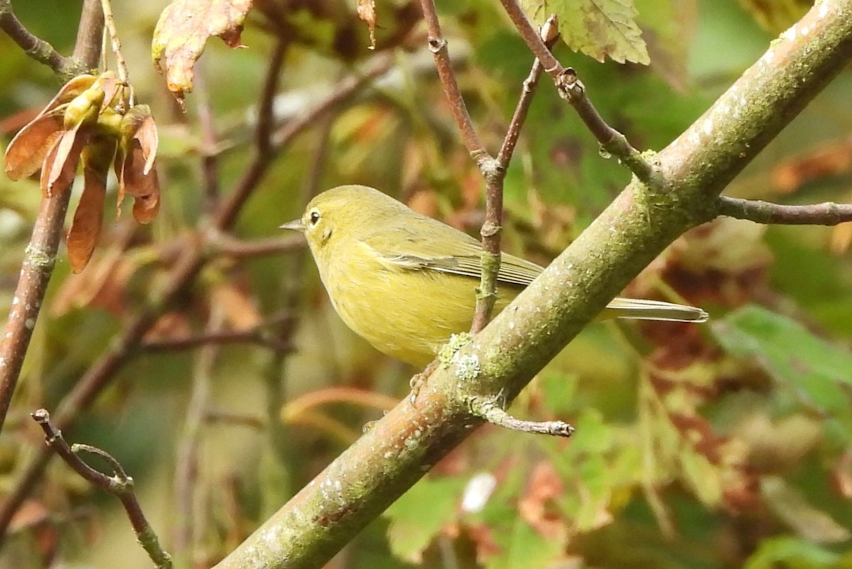 Orange-crowned Warbler - ML623936949