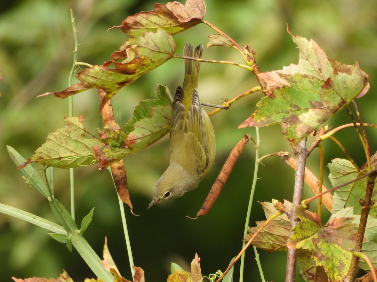 Orange-crowned Warbler - ML623936951