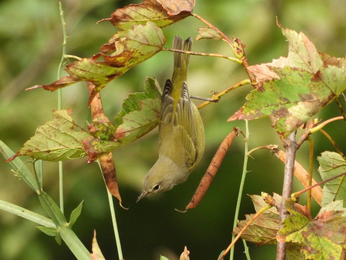 Orange-crowned Warbler - ML623936952