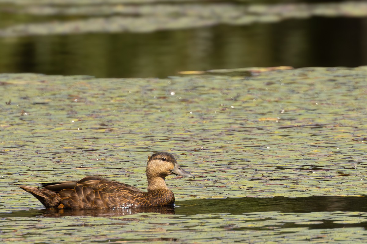 American Black Duck - ML623936954