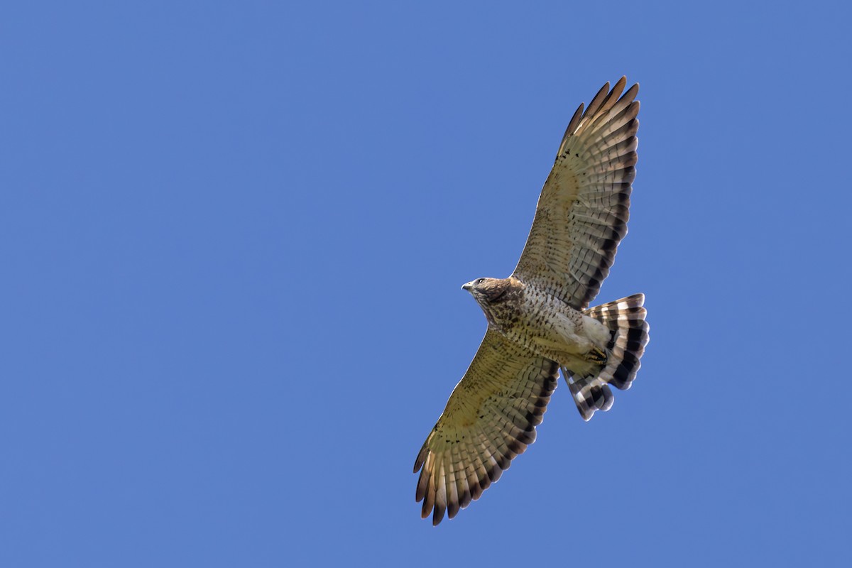 Broad-winged Hawk - ML623936956