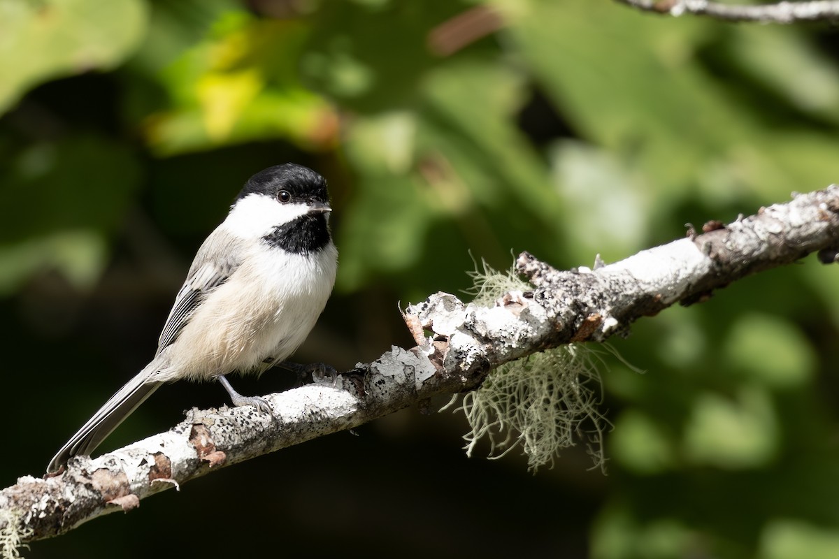 Black-capped Chickadee - ML623936960