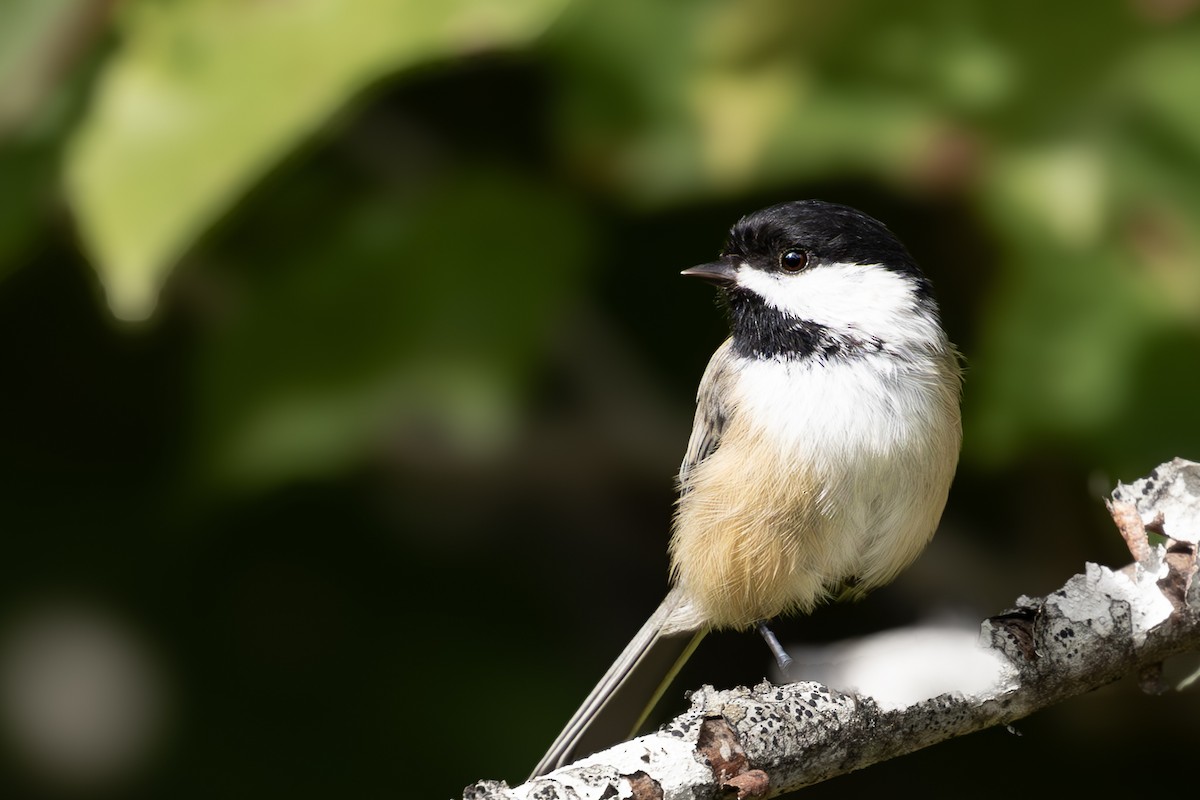 Black-capped Chickadee - ML623936961