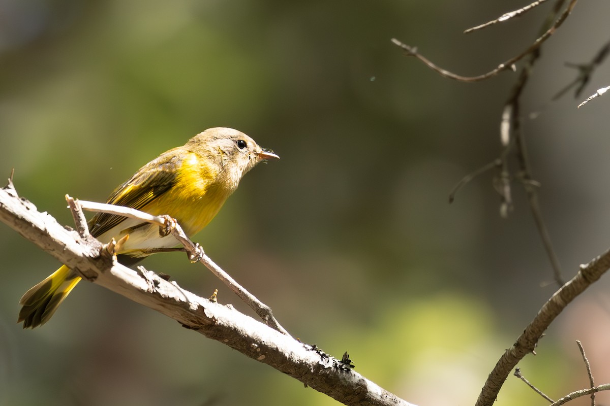 American Redstart - ML623936963