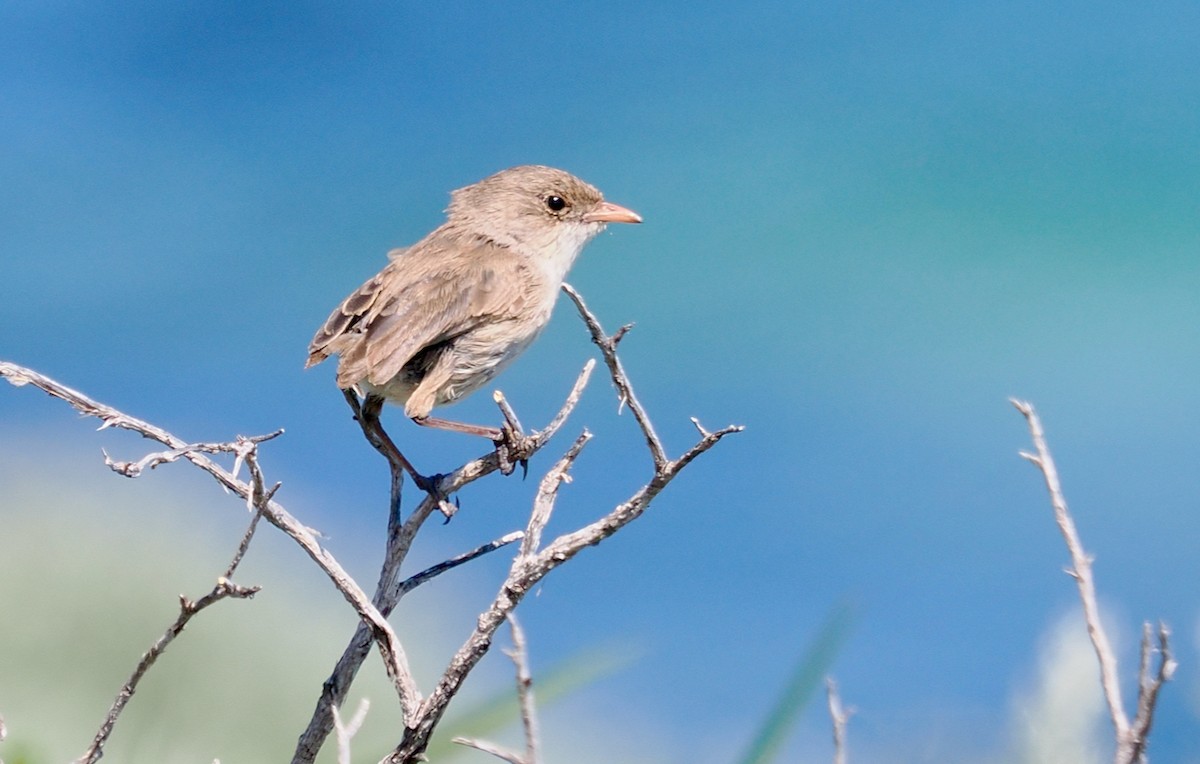 White-winged Fairywren (Blue-and-white) - ML623936968