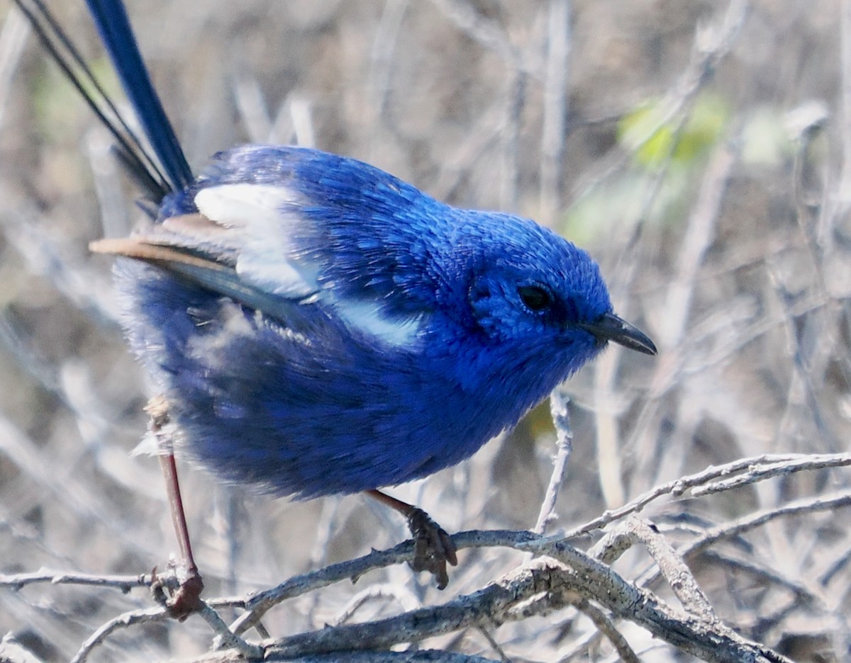 White-winged Fairywren (Blue-and-white) - ML623936971