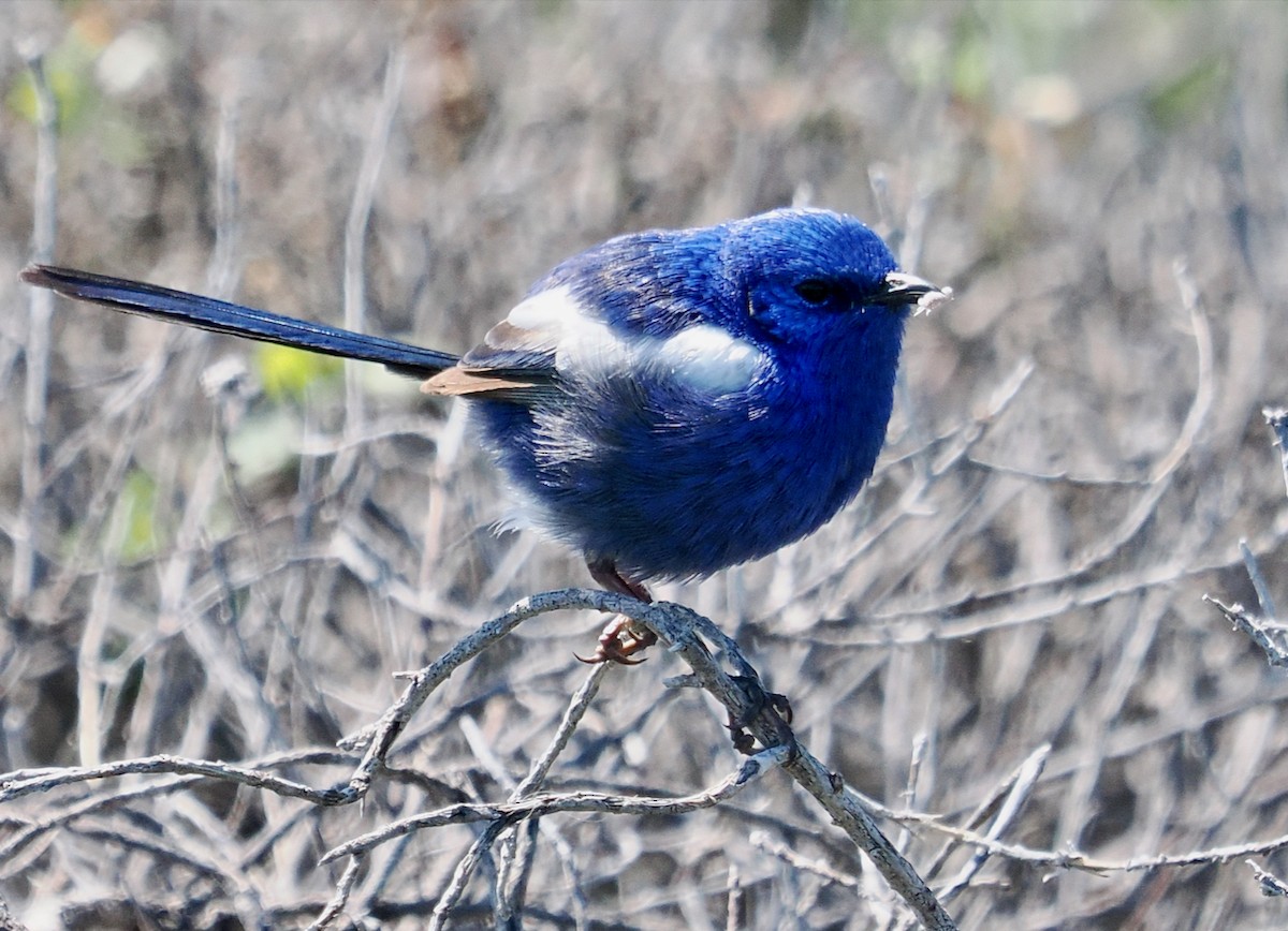 White-winged Fairywren (Blue-and-white) - ML623936974