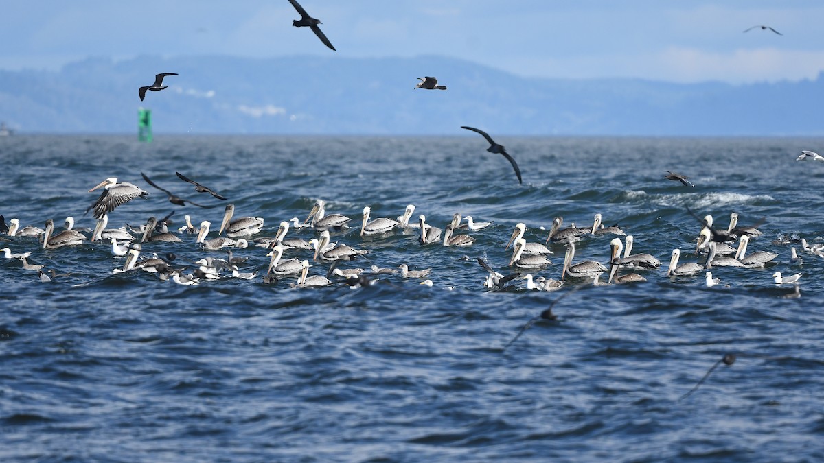 Brown Pelican - ML623936977