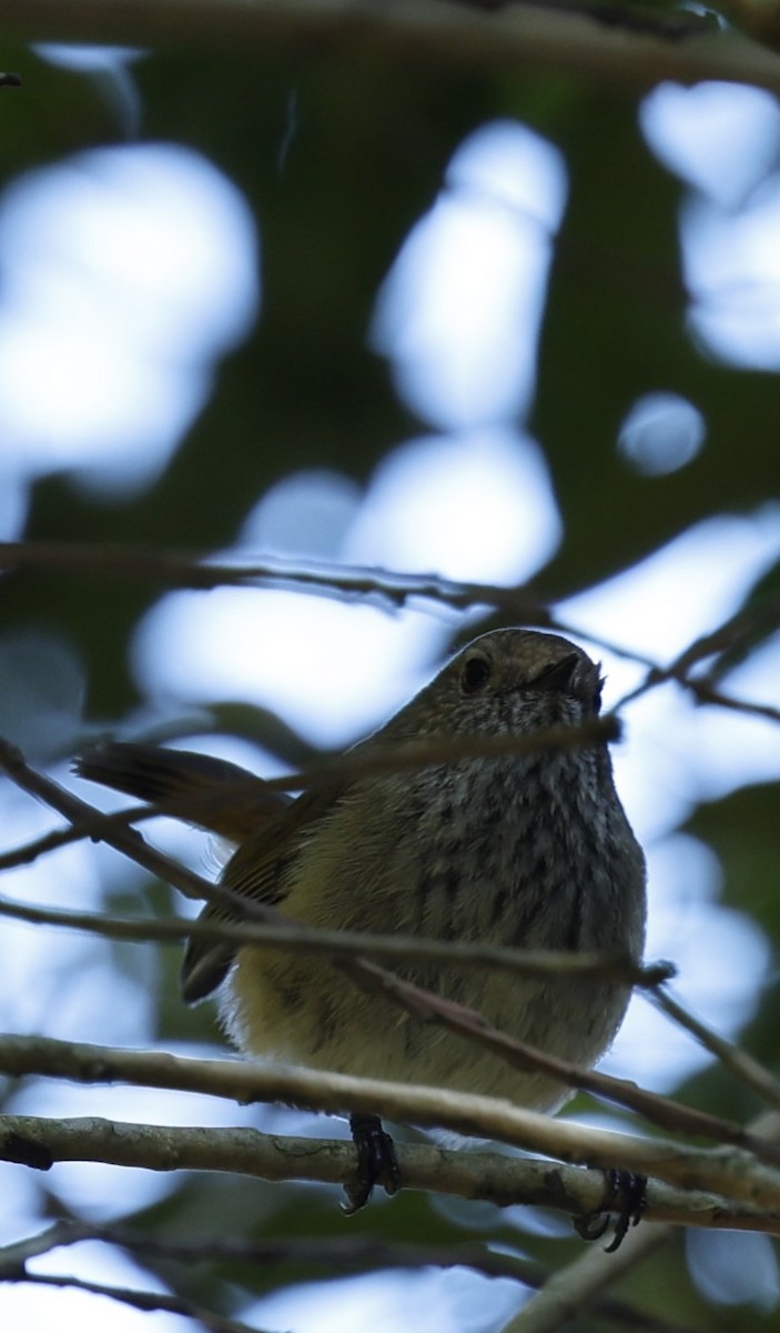 Brown Thornbill - ML623936980