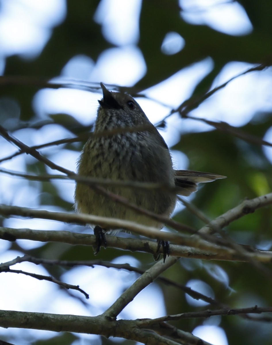 Brown Thornbill - Kevin McLeod