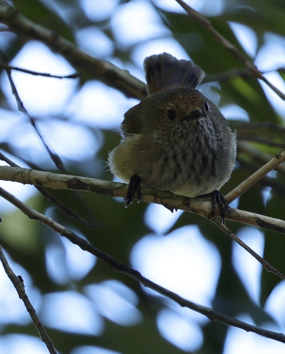 Brown Thornbill - ML623936982