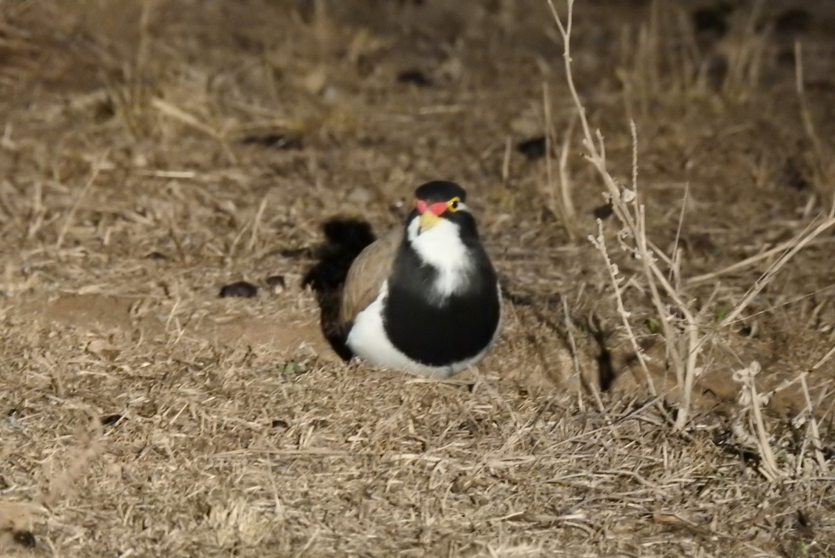 Banded Lapwing - ML623936984