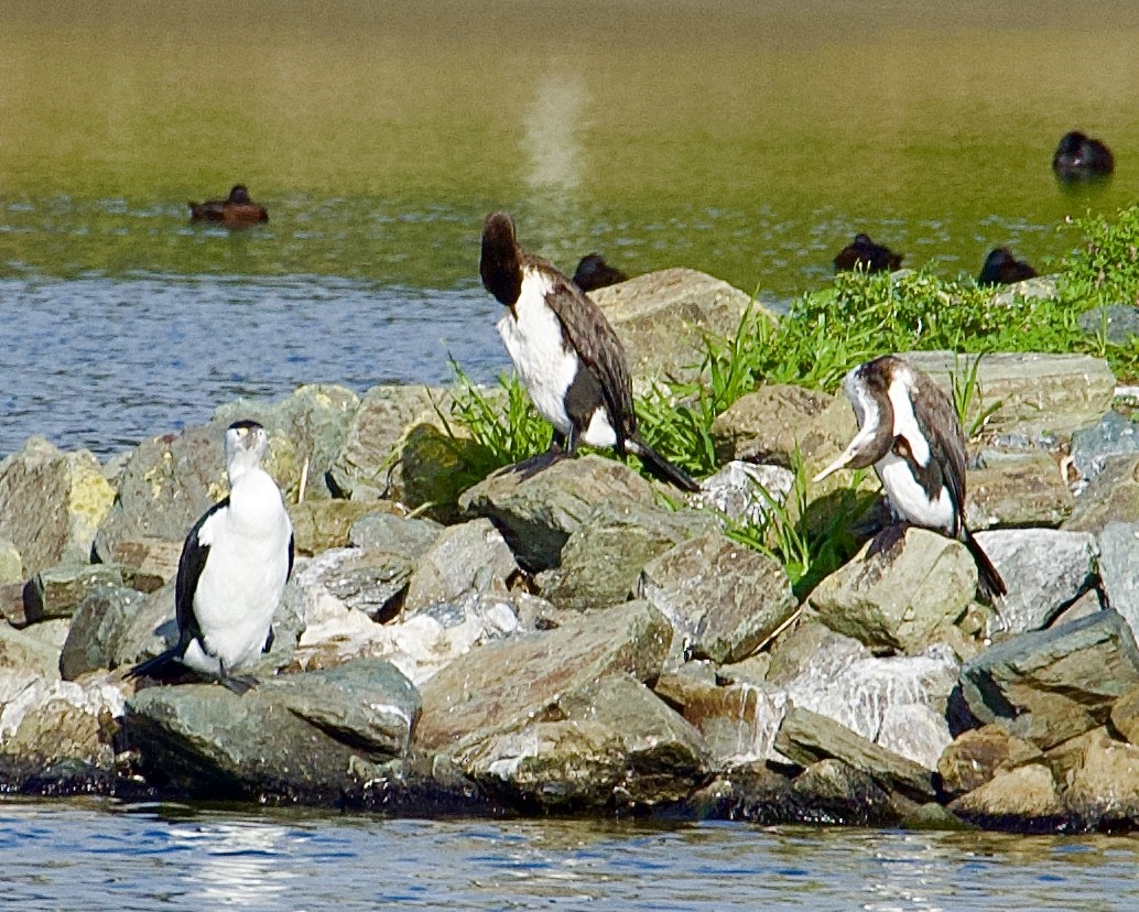 Pied Cormorant - ML623936985