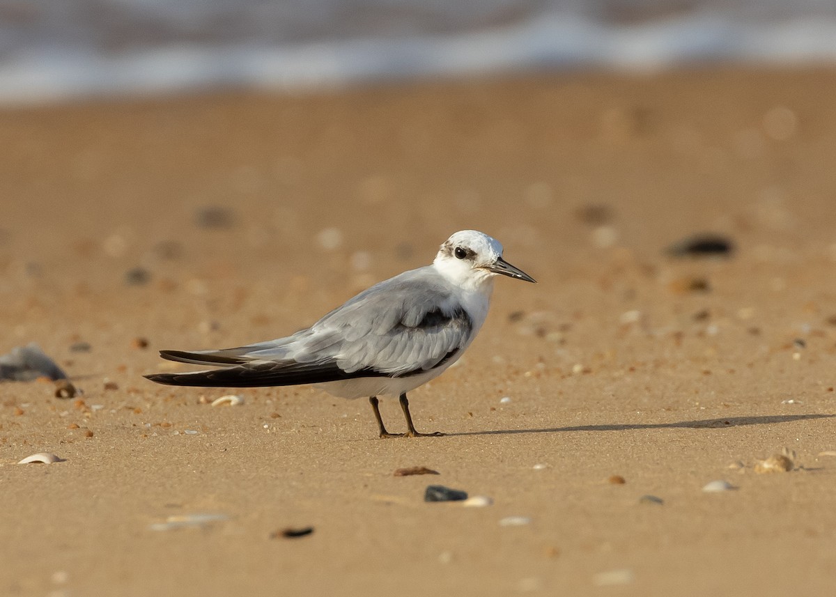 Saunders's Tern - ML623936990