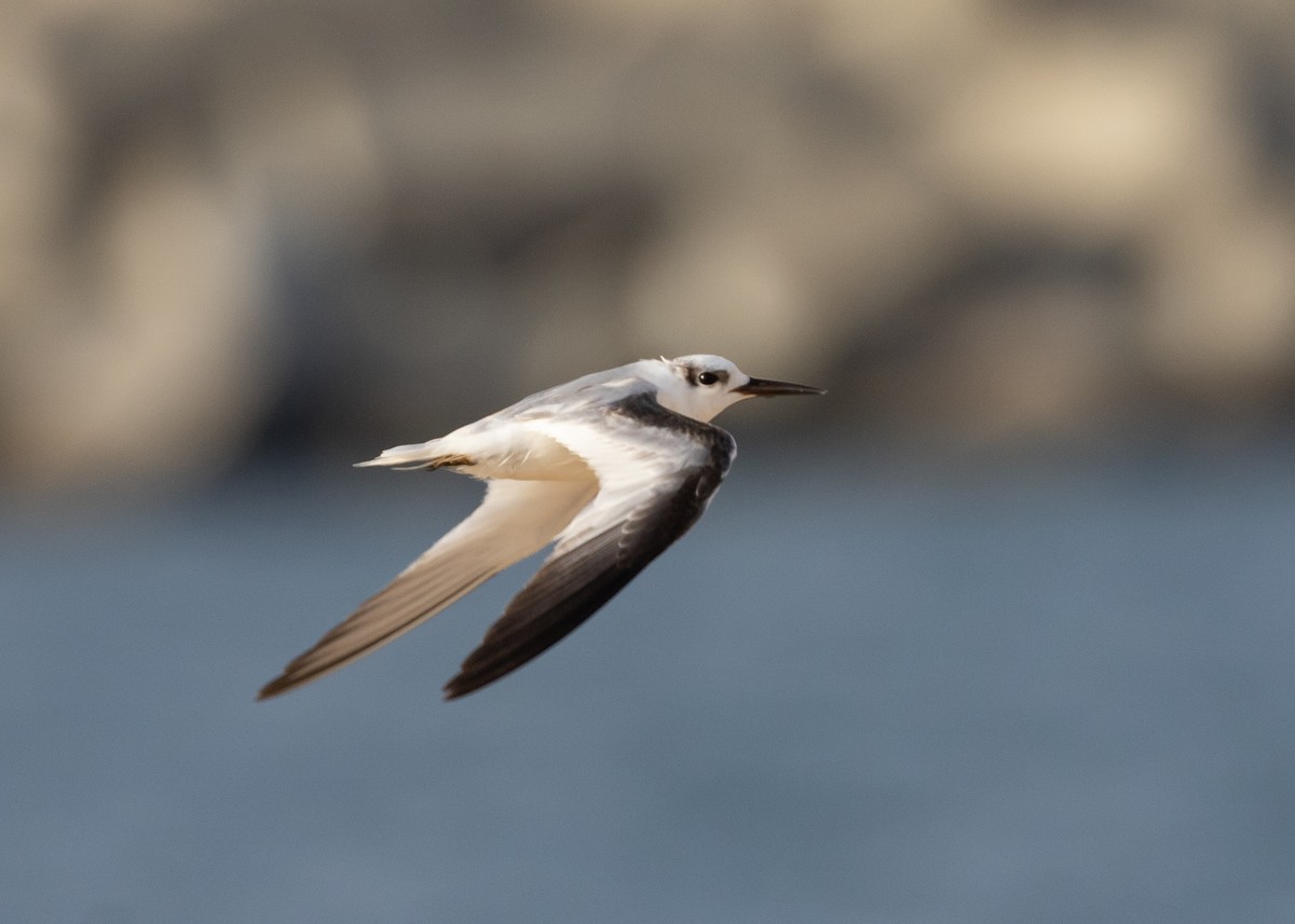 Saunders's Tern - ML623936991