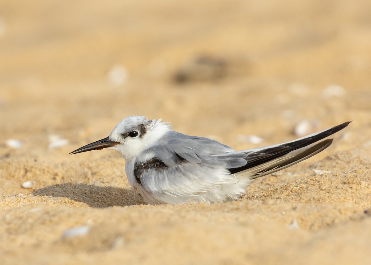 Saunders's Tern - ML623936992