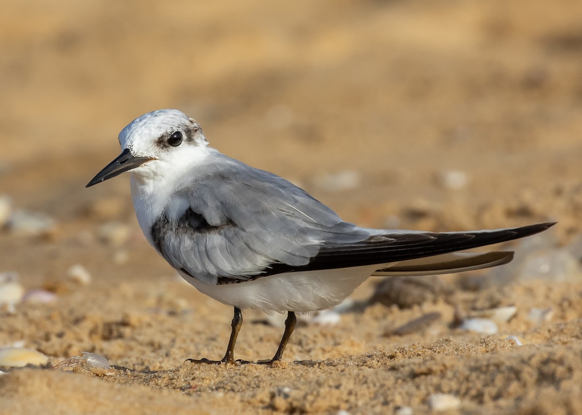 Saunders's Tern - ML623936993