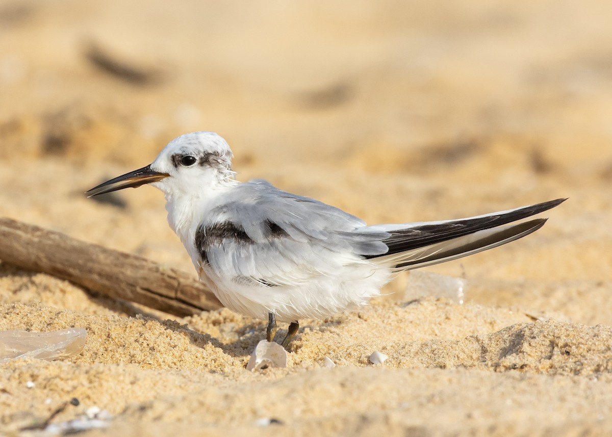 Saunders's Tern - ML623936994