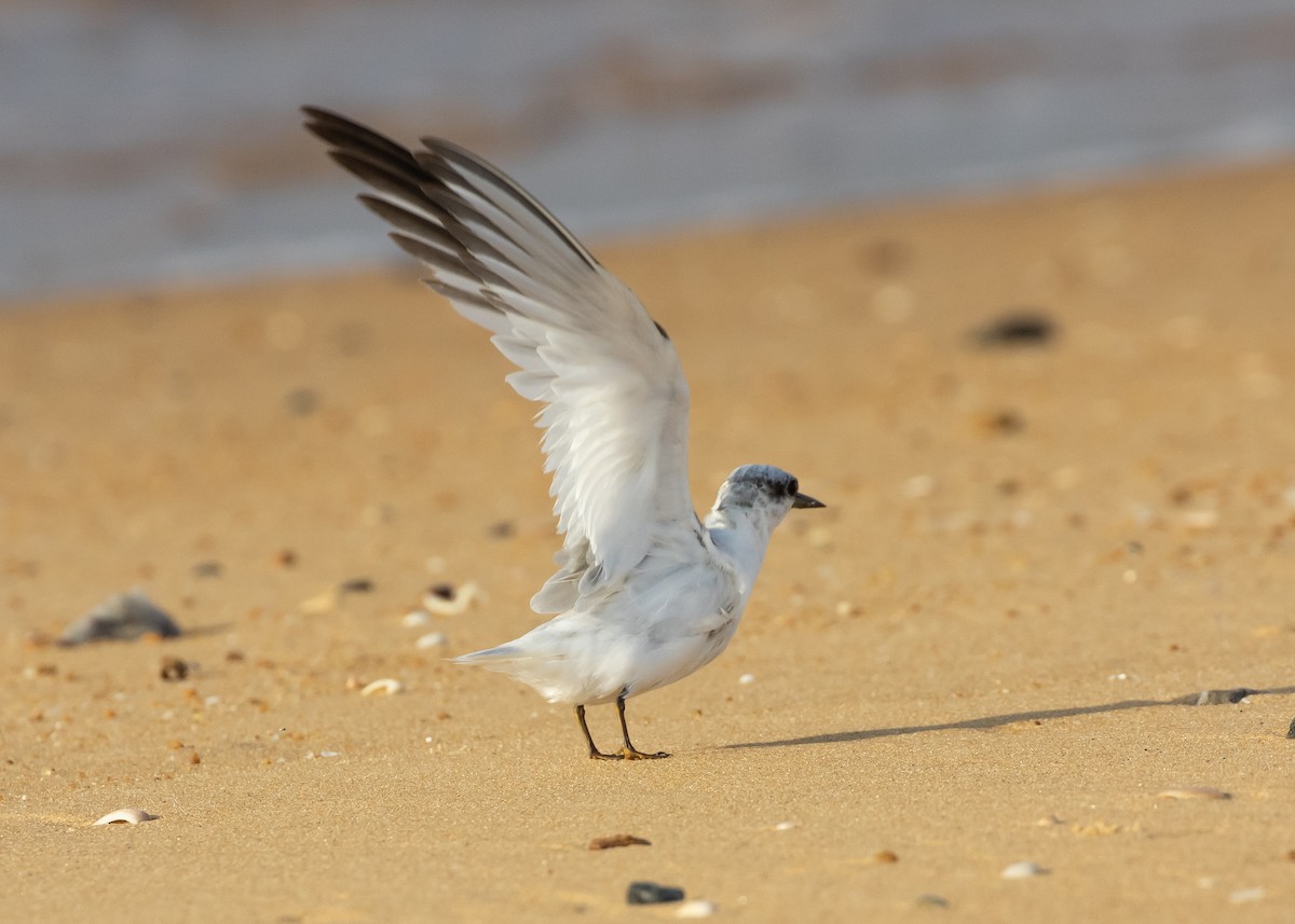 Saunders's Tern - ML623936995