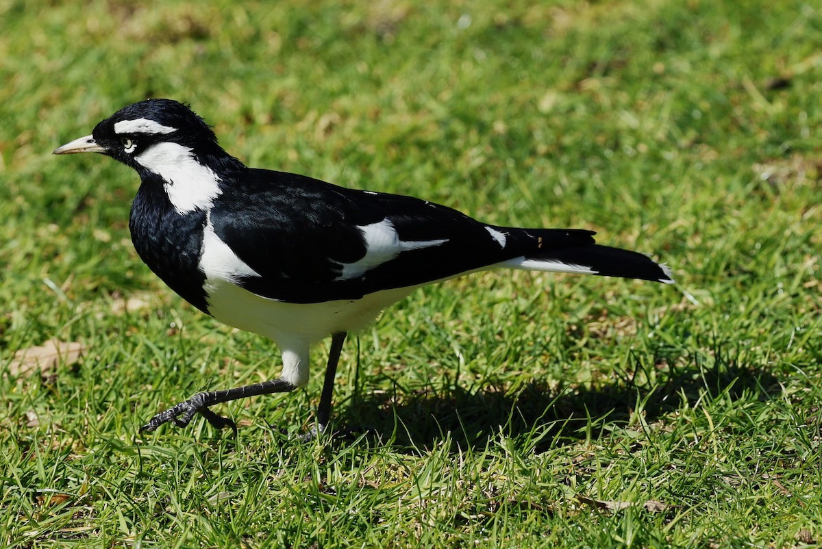 Magpie-lark - ML623937023