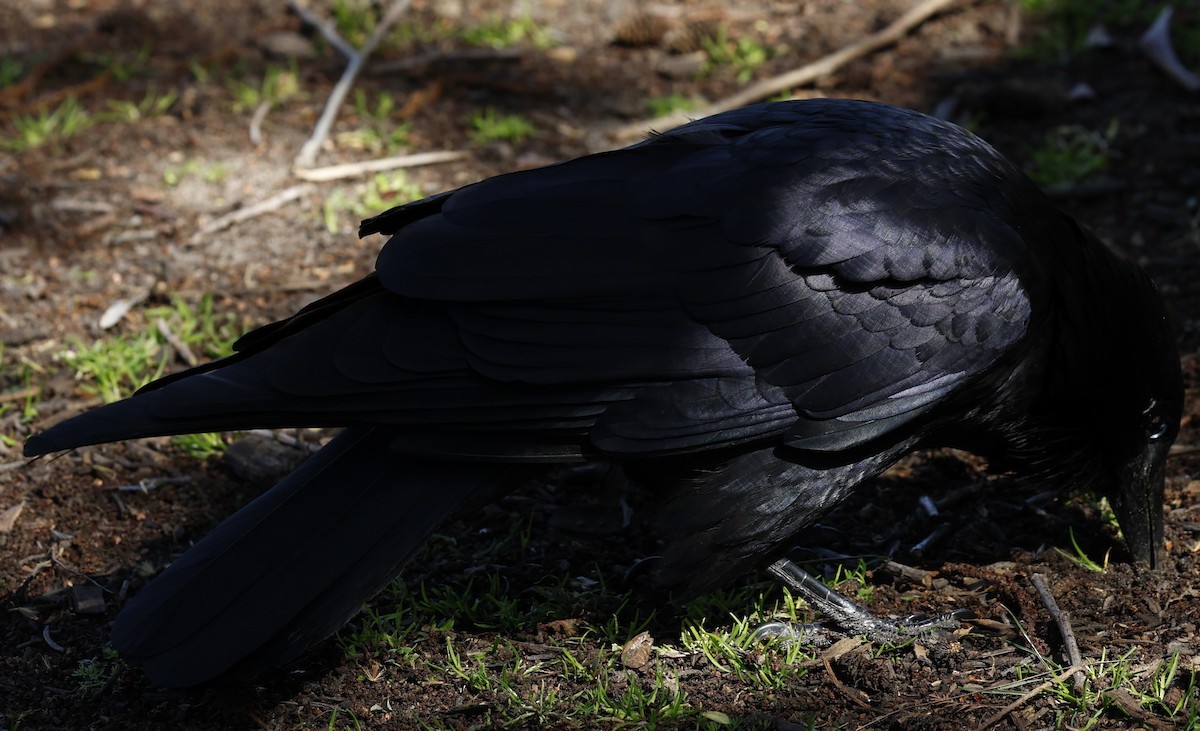 Corvus sp. - ML623937025