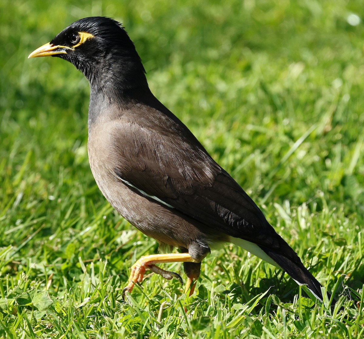 Common Myna - ML623937029