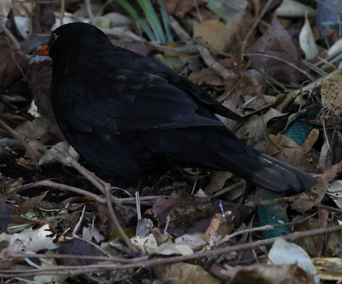 Eurasian Blackbird - ML623937032