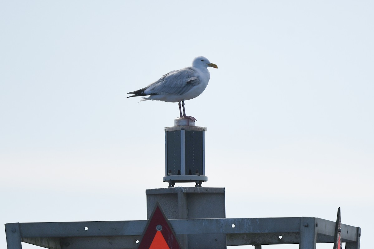 Western/Glaucous-winged Gull - ML623937034