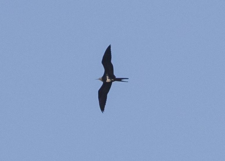 Lesser Frigatebird - ML623937038