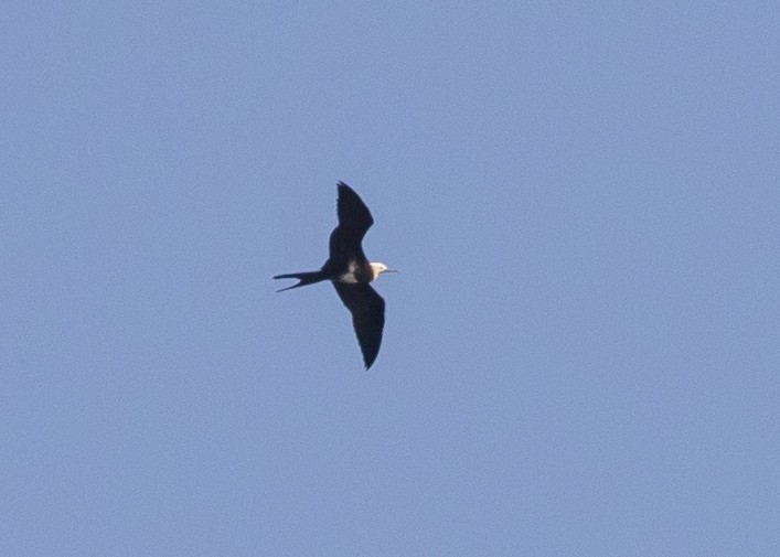 Lesser Frigatebird - Moditha Kodikara Arachchi