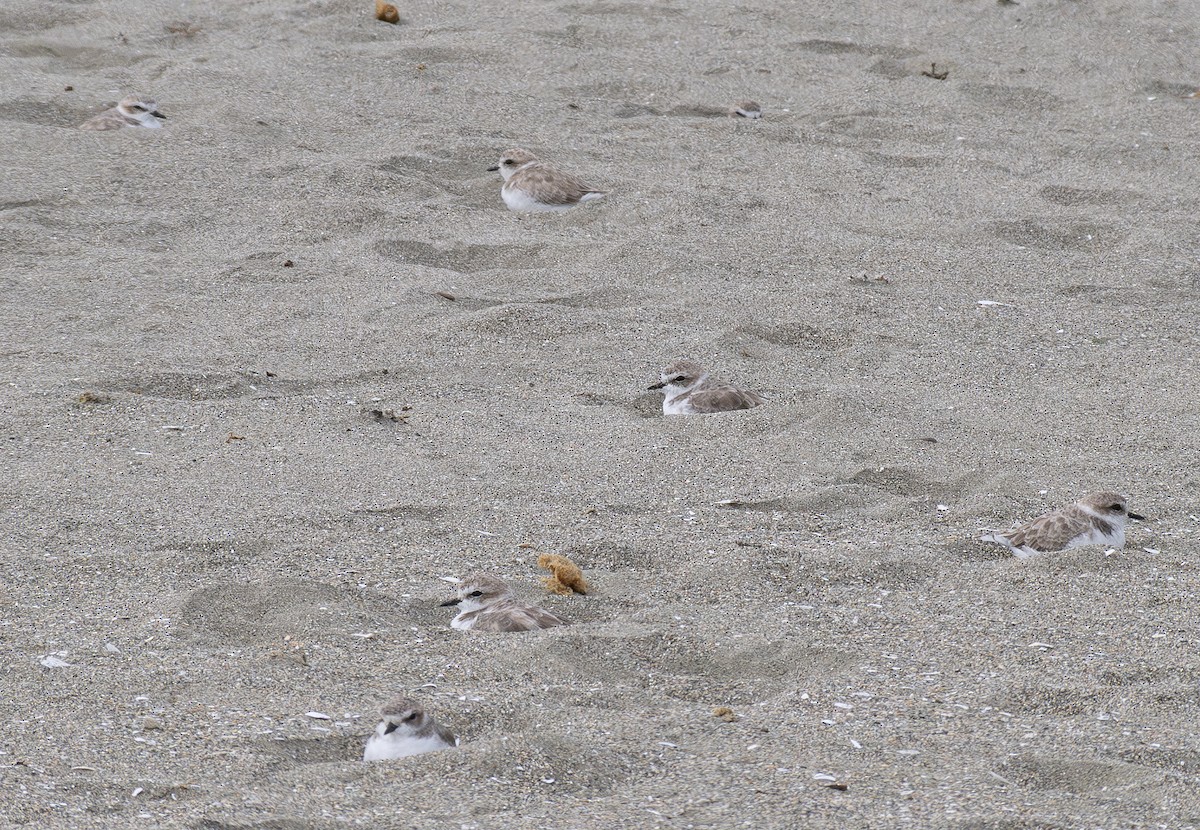 Snowy Plover - ML623937076