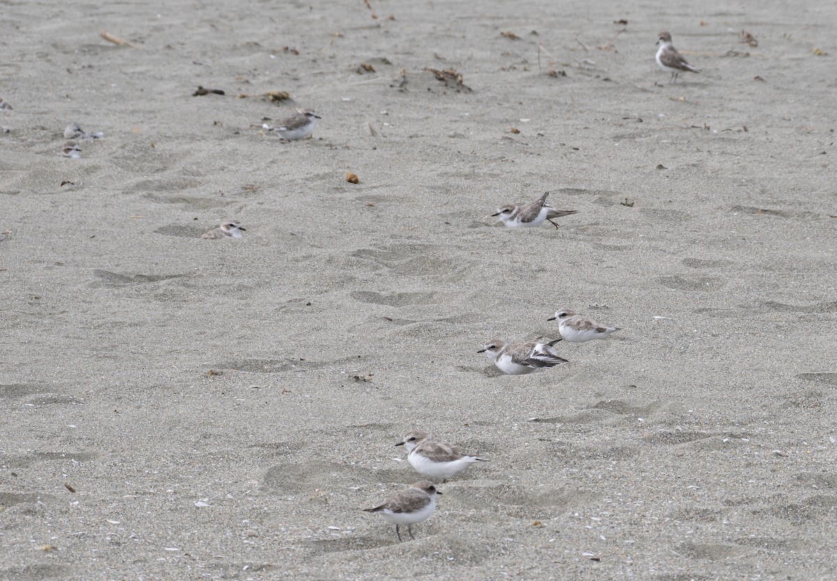 Snowy Plover - ML623937080