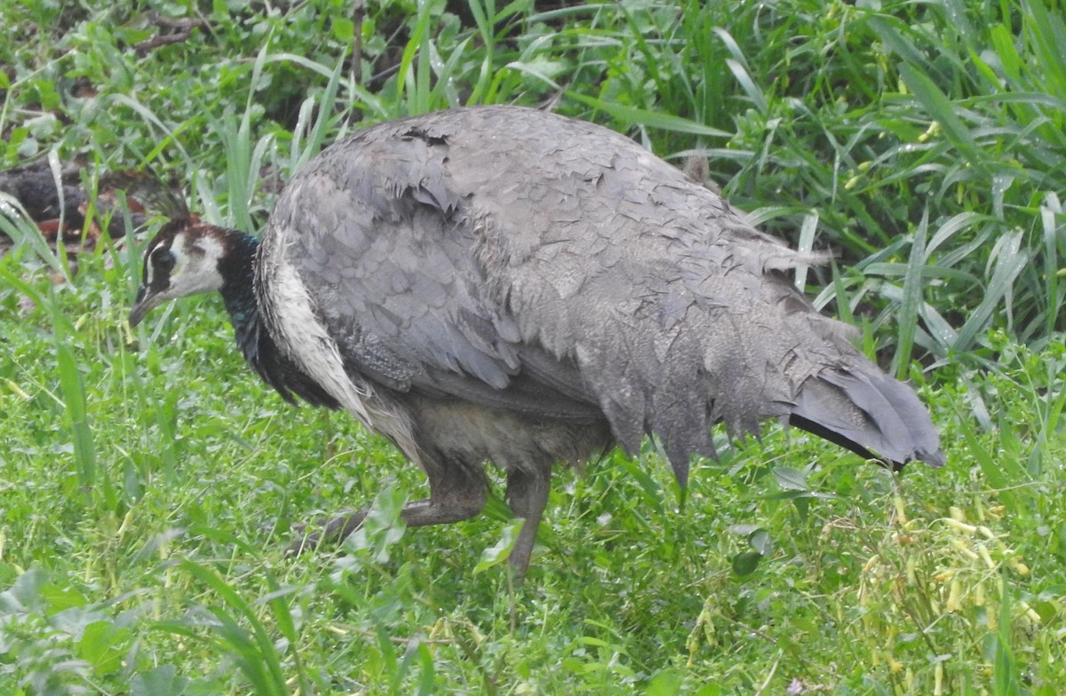 Indian Peafowl - Dieter Oschadleus