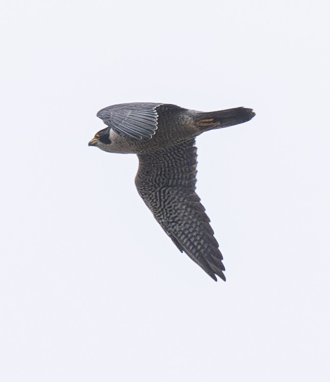 Peregrine Falcon - Elizabeth Crouthamel