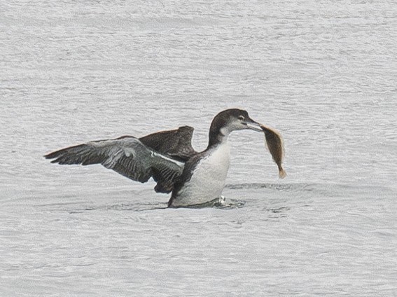 Common Loon - Elizabeth Crouthamel