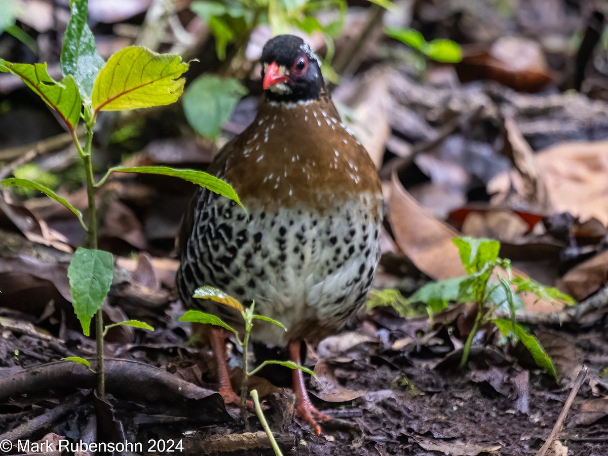 Red-billed Partridge - Mark Rubensohn